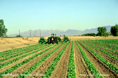 SaladVac used from controlling whiteflies in lettuce field