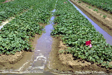 Furrow irrigation following Platinum sidedress