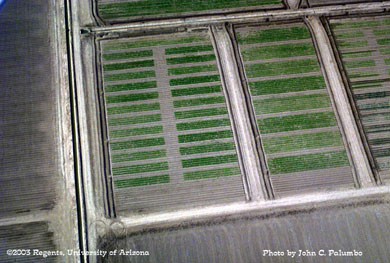 Aerial view of Admire-treated and untreated lettuce plots 