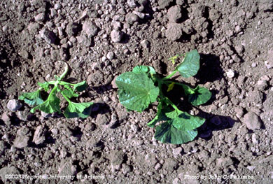 Impact of whitefly feeding on untreated cantaloupe plant