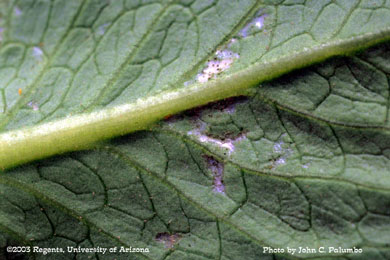Scarring on untreated lettuce leaf by western flower thrips 