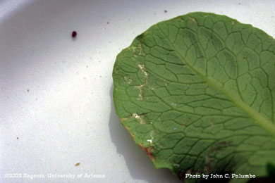 Scarring on untreated lettuce leaf by western flower thrips 