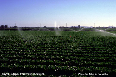 Sprinkler irrigation in romaine hearts 