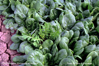 Winter annual weeds in baby spinach at harvest