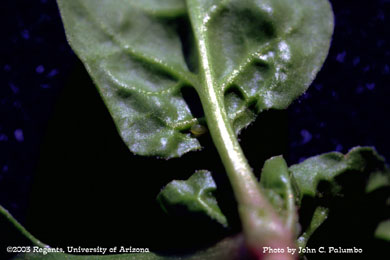 Apterous aphid infesting spinach leaf