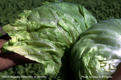 Green peach aphids infesting untreated lettuce head