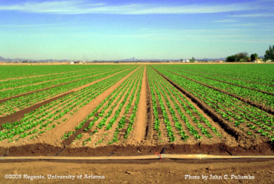 Romaine heart production on drip irrigated beds
