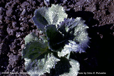Kaolin on thinning stage lettuce