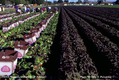 Harvest of field packed mix leaf lettuce  in the Yuma Valley of Arizona