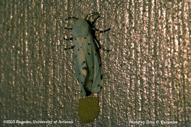 Saltmarsh caterpillar adult and egg mass