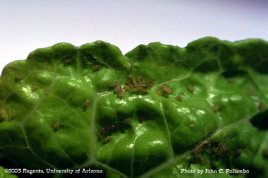 Lettuce aphids on untreated head lettuce
