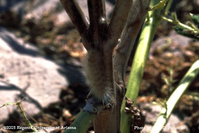 Saltmarsh caterpillar larvae on cotton stalk