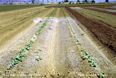 Kaolin on applied to  thinning stage melons for whitefly control
