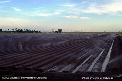 Sprinklers used for stand establishment of lettuce field growing in the Yuma Valley of Arizona