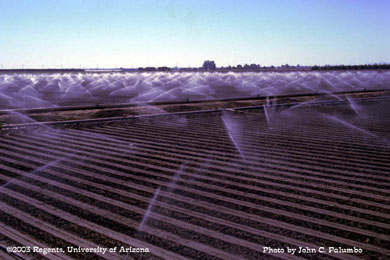 Sprinklers used for stand establishment of  broccoli  field growing in the Yuma Valley of Arizona