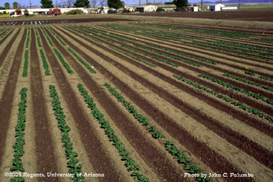 Cauliflowers plots established to evaluate the effects of Admire on whitefly feeding.