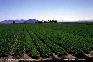 Effects of whitefly feeding on untreated cabbage plants in Tacna, AZ