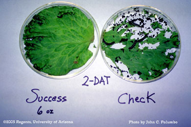 Beet armyworm mortality and feeding damage to untreated lettuce leaves and leaves treated with Success