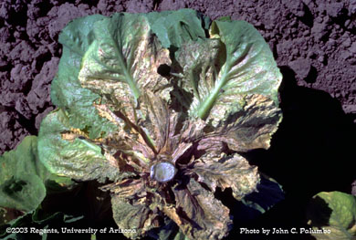Damage to untreated romaine plants by western flower thrips 