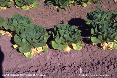 Damage to untreated romaine plants by western flower thrips 