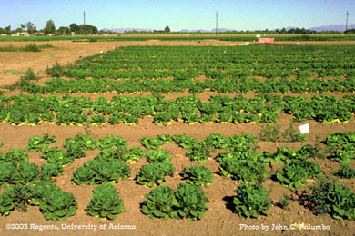 Damage to untreated romaine plants by western flower thrips 