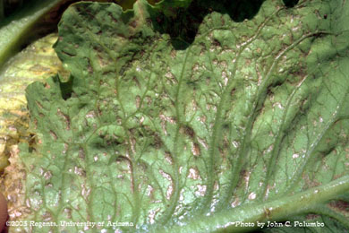 Damage to untreated romaine plants by western flower thrips 