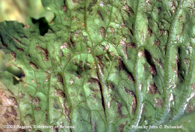 Damage to untreated romaine plants by western flower thrips 