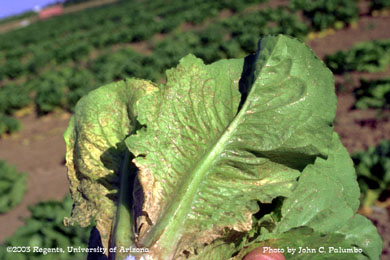 Damage to untreated romaine plants by western flower thrips 