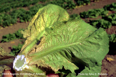Damage to untreated romaine plants by western flower thrips 