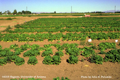Damage to untreated romaine plants by western flower thrips 