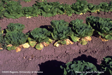Damage to untreated romaine plants by western flower thrips 