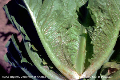 Damage to untreated romaine plants by western flower thrips 
