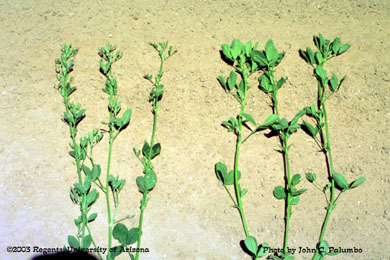 Damage  to alfalfa plants (stunted growth and curled trifoliate leaves) by western flower thrips 
