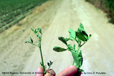 Damage  to alfalfa plants (stunted growth and curled trifoliate leaves) by western flower thrips 