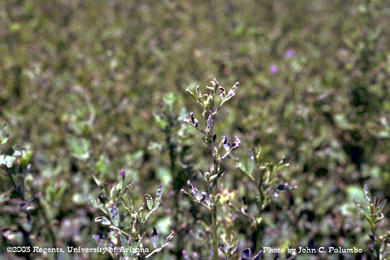 Damage  to alfalfa plants (stunted growth and curled trifoliate leaves) by western flower thrips 