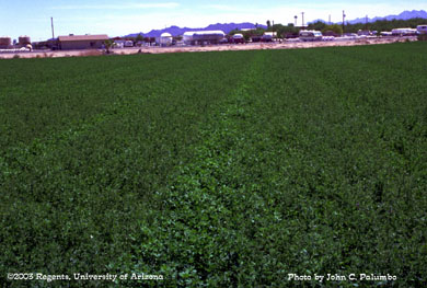 Damage  to alfalfa plants (stunted growth and curled trifoliate leaves) by western flower thrips 