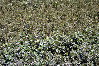 Damage  to alfalfa plants (stunted growth and curled trifoliate leaves) by western flower thrips 