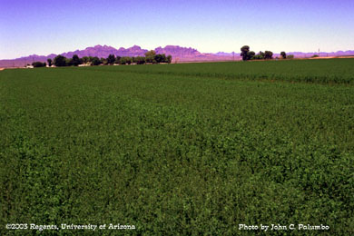 Damage  to alfalfa plants (stunted growth and curled trifoliate leaves) by western flower thrips 