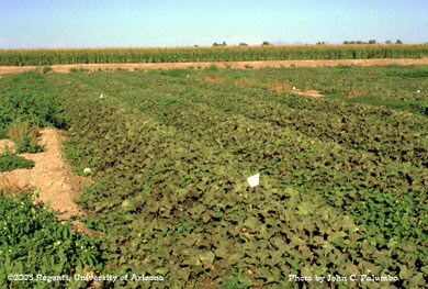 Sooty mold contamination on untreated cantaloupe plants resulting  from whitefly feeding 