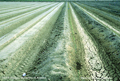 Comparison of Melon stands in plots established using conventional  vs. yuma beds,  Yuma Valley, Arizona