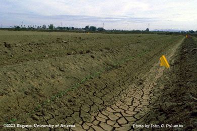  Melon stands in plots established using Yuma beds and furrow irrigation,  Yuma Valley, Arizona