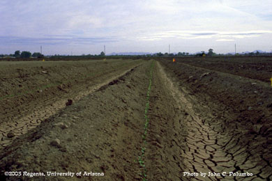  Melon stands in plots established using Yuma beds and furrow irrigation,  Yuma Valley, Arizona