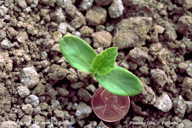  Melon seedling in plots established using Yuma beds and furrow irrigation,  Yuma Valley, Arizona
