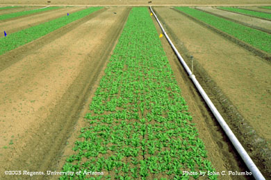 Baby spinach production in Yuma Arizona.