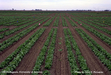 Lettuce plots established to evaluate the efficacy of Admire against aphids 