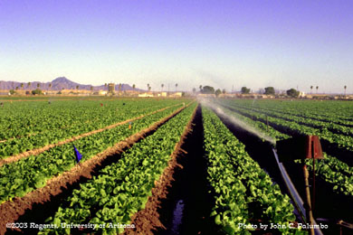Sprinkler irrigation in romaine hearts 