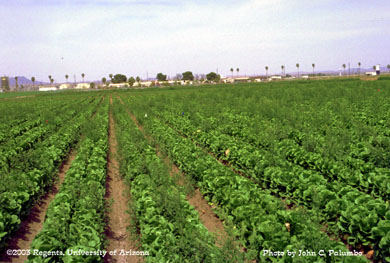 Romaine plots heavily infested with winter annual weeds. 