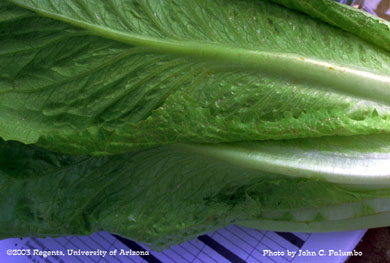 Scarring damage to untreated romaine hearts  by western flower thrips 