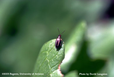 Striped flea beetle on cucurbit.