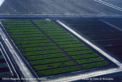 Aerial view of Admire treated lettuce plots 